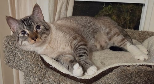 SIMON - Siamese / Domestic Short Hair available for adoption