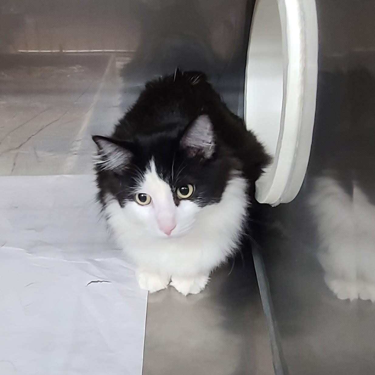 *FLUFFY - Domestic Medium Hair available for adoption