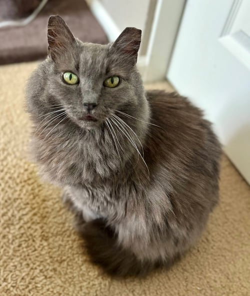 APPLE - Domestic Long Hair / Extra-Toes Cat (Hemingway Polydactyl) available for adoption
