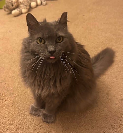 APPLE - Domestic Long Hair / Extra-Toes Cat (Hemingway Polydactyl) available for adoption