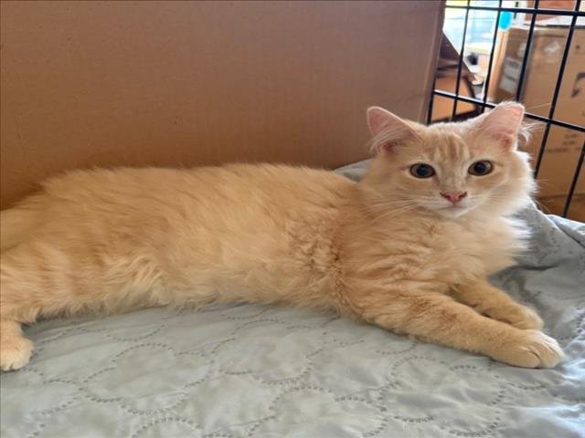 *CUPID - Domestic Long Hair available for adoption