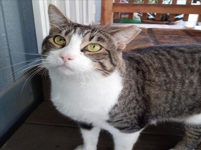 BUDDY - Domestic Short Hair available for adoption