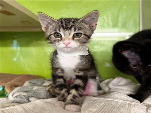 *PEANUT - Domestic Short Hair available for adoption