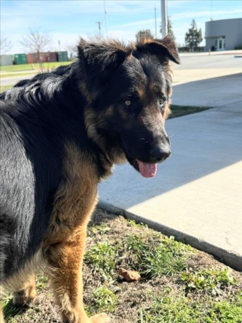 *DUNK - German Shepherd Dog available for adoption