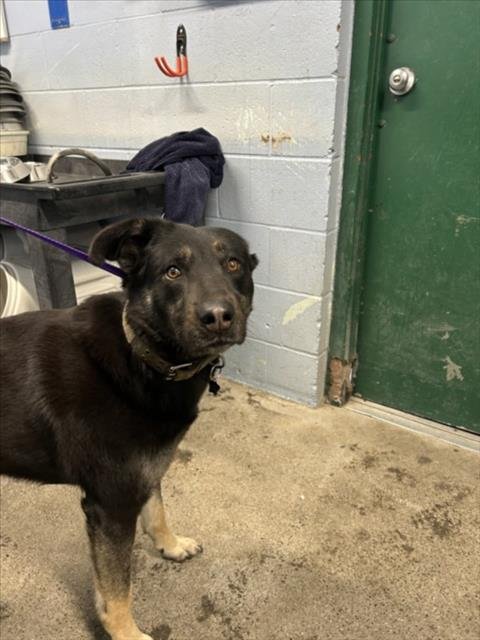 VEGAS - German Shepherd Dog available for adoption