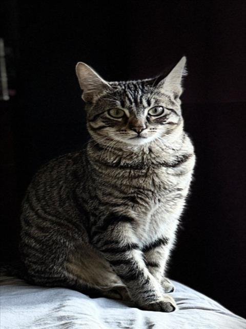 MIMI - Domestic Short Hair available for adoption