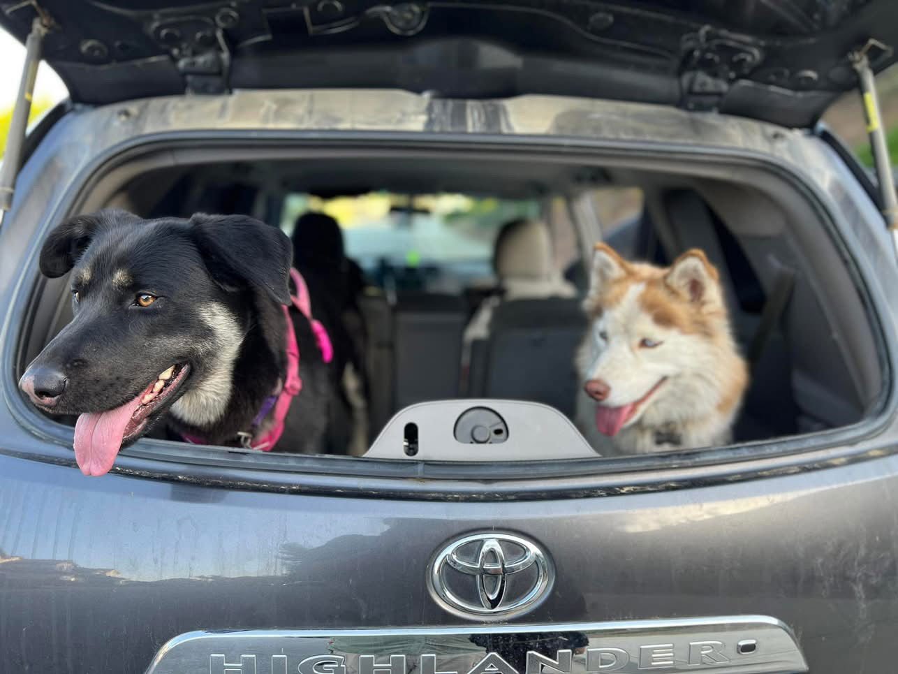 VEGAS AND SAFARI - Shepherd / Husky available for adoption