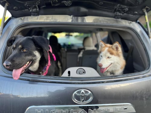 VEGAS AND SAFARI - Shepherd / Husky available for adoption