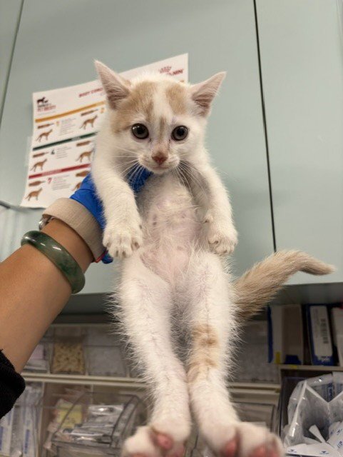 *SARAH - Domestic Short Hair available for adoption