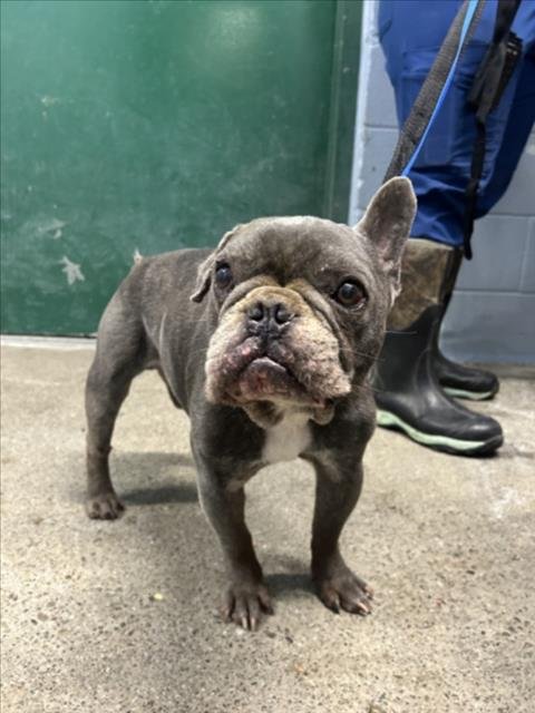 *JELLYBEAN - French Bulldog available for adoption