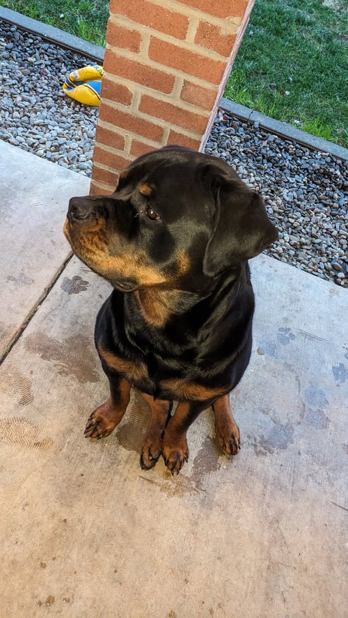 HOSS - Rottweiler available for adoption
