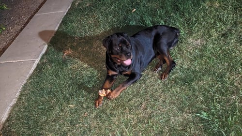 HOSS - Rottweiler available for adoption