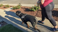 Hoss - Photo 3