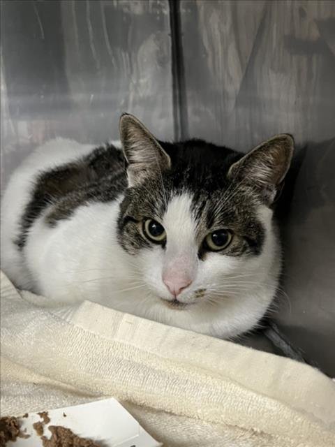 GEORGE - Domestic Short Hair available for adoption