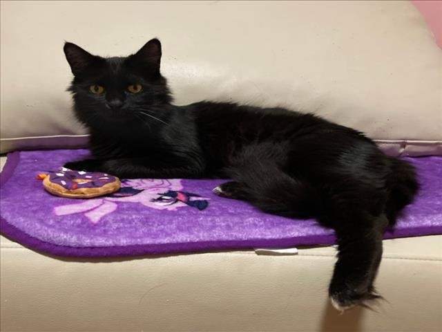 GNOCCHI - Domestic Medium Hair available for adoption