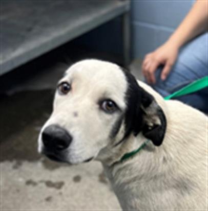 *NANI - Anatolian Shepherd available for adoption