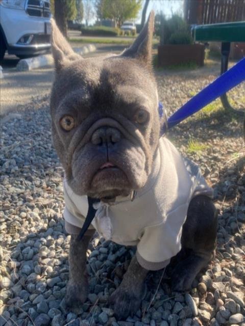 *SOLAR - French Bulldog available for adoption