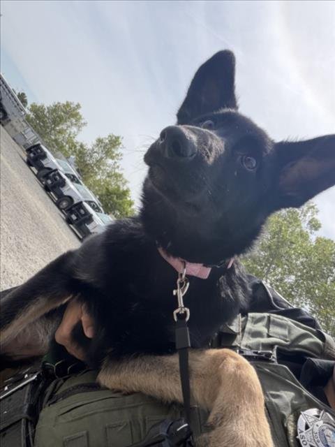 BELLA