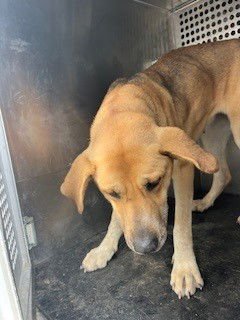 *SANTORINI - German Shepherd Dog / Labrador Retriever available for adoption