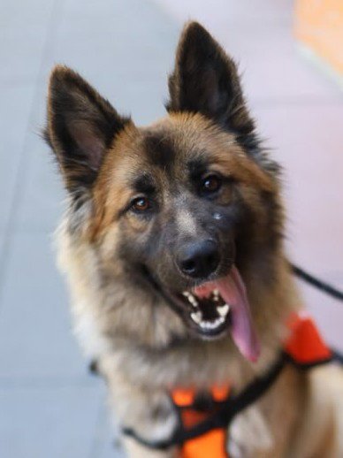 *EMERALD - German Shepherd Dog available for adoption