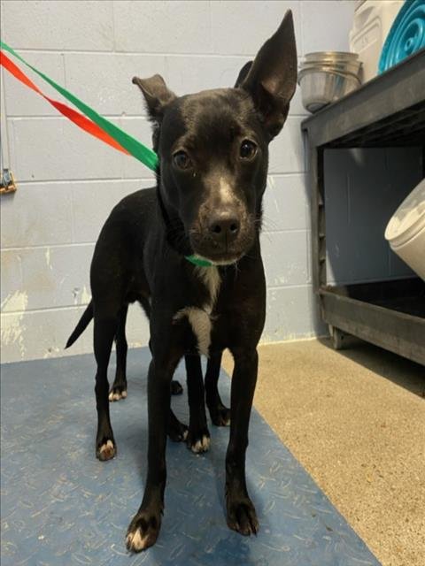 *SUMMIT - Chihuahua available for adoption