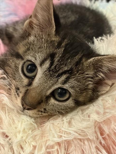 *MR MARBLES - Domestic Short Hair available for adoption
