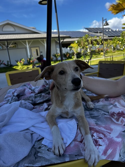 NEGAN - Labrador Retriever / Terrier available for adoption