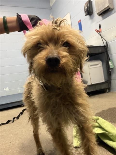 *LIMERICK - Poodle (Miniature) / Terrier available for adoption