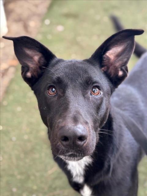 LAYLA - Labrador Retriever available for adoption