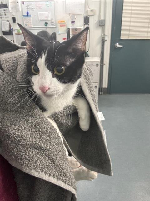 FINA - Domestic Short Hair available for adoption