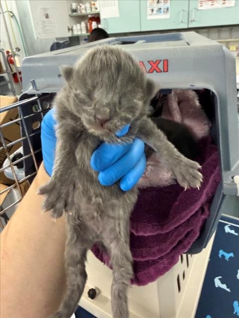 *RED - Domestic Short Hair available for adoption