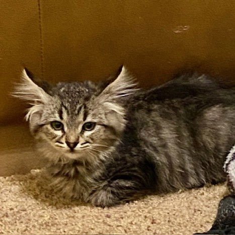 *CINNAMON - Domestic Medium Hair available for adoption