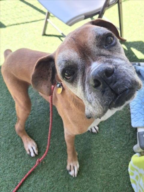 *RANDALL - Boxer available for adoption