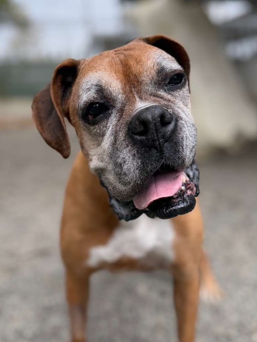 *RANDALL - Boxer available for adoption