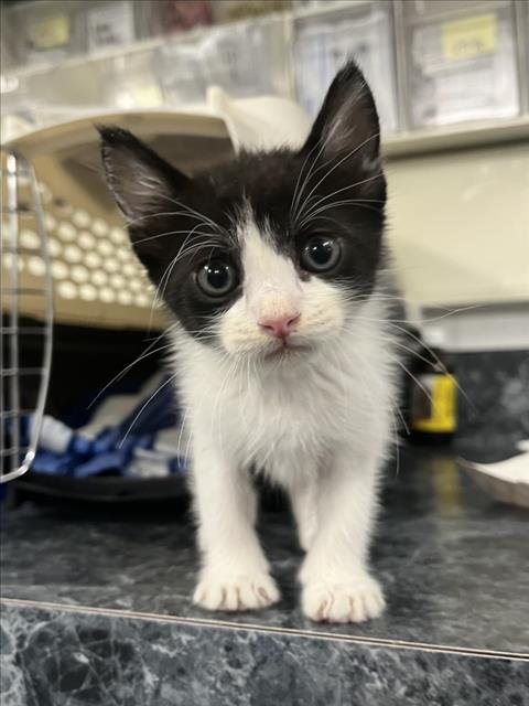 *COWBOY - Domestic Short Hair available for adoption