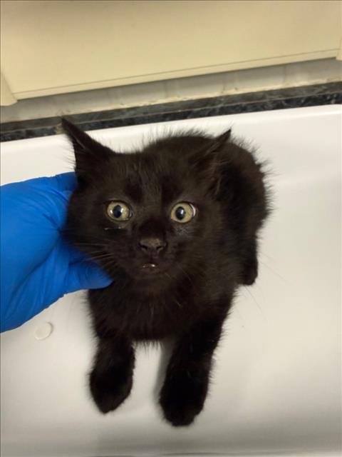 *HAN - Domestic Short Hair available for adoption