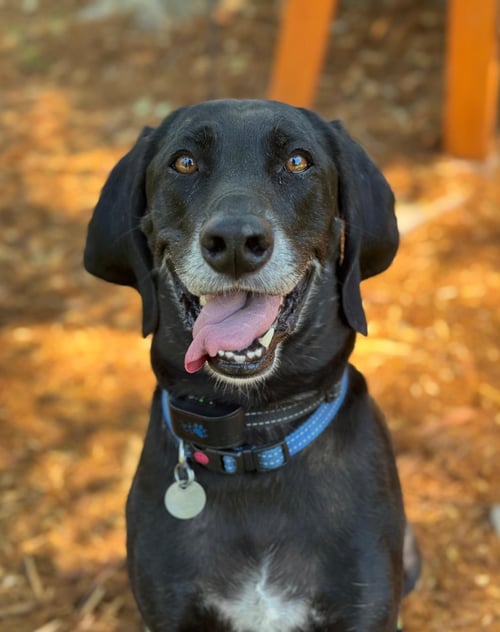 PIPERONI - Weimaraner / American Foxhound available for adoption