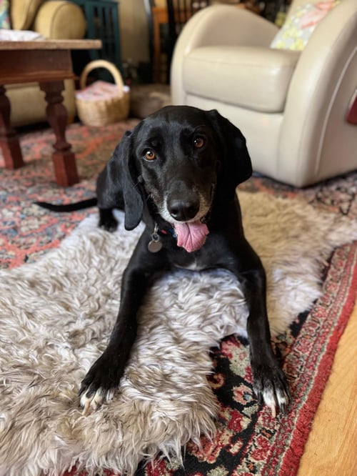 PIPERONI - Weimaraner / American Foxhound available for adoption