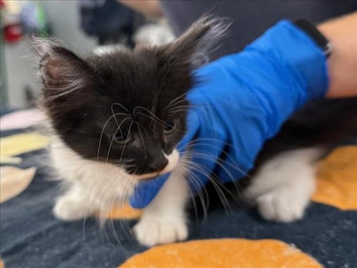 *CAL - Domestic Medium Hair available for adoption