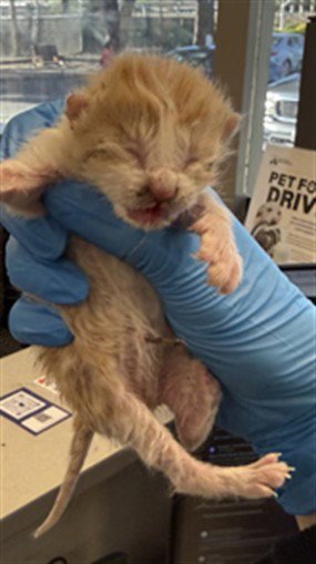 *FINNEGAN - Domestic Short Hair available for adoption