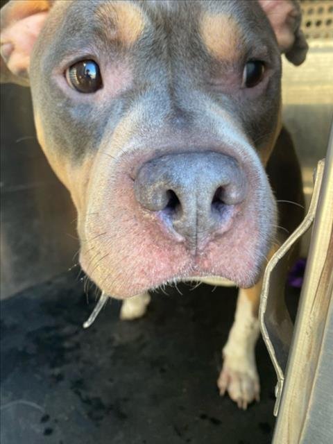 LOBO - Pit Bull Terrier available for adoption