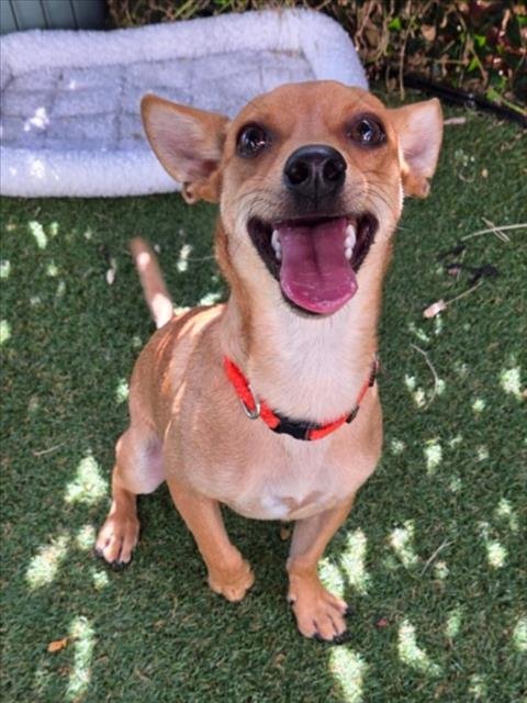 *DALE - Chihuahua available for adoption