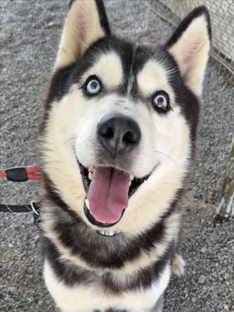 *KENAI Image