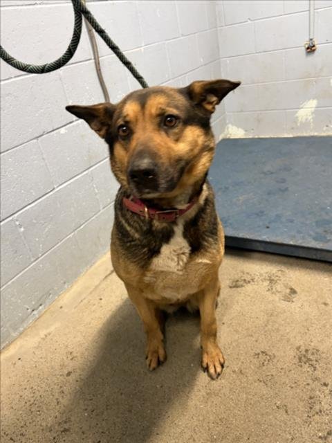 *RAINIER - German Shepherd Dog available for adoption