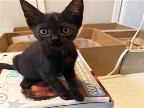 *VINCE - Domestic Short Hair available for adoption