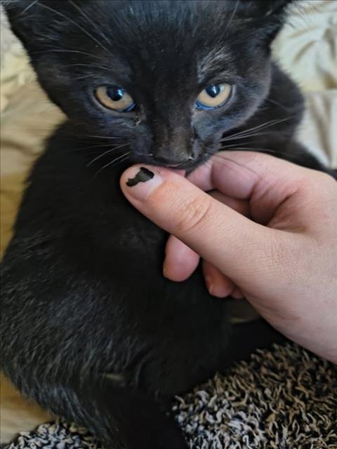 *SIMBA - Domestic Short Hair available for adoption