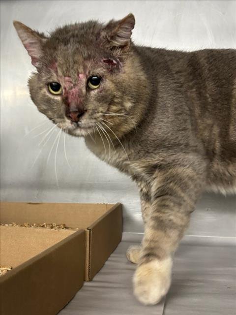 MOJO - Domestic Short Hair available for adoption