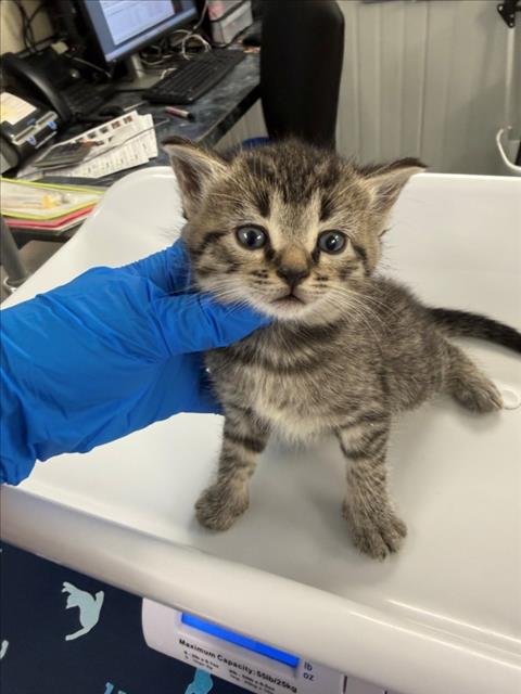 *EMBER - Domestic Short Hair available for adoption