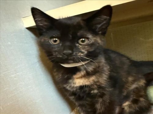 *SHAYLIE - Domestic Short Hair available for adoption