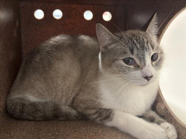 *LILLIBETH - Siamese available for adoption